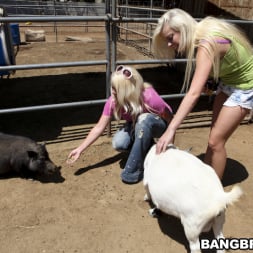 Britney Amber in 'Bangbros' Fuck Team Zoo Trip (Thumbnail 416)
