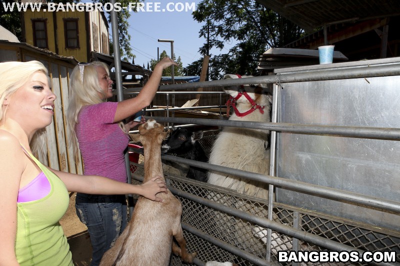 Bangbros 'Fuck Team Zoo Trip' starring Britney Amber (Photo 432)